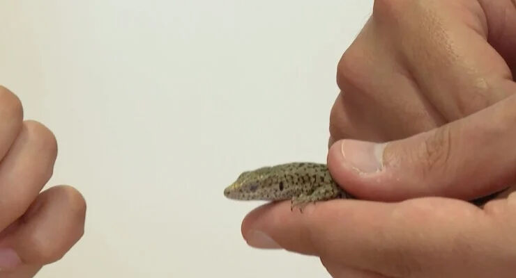 Kaçkar Dağları'nda keşfetti... Dünya literatürüne annesinin adını yazdırdı!