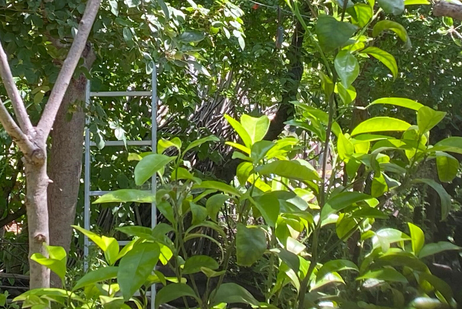 Kiraz toplamak için ağaca çıktı, canından oldu - 2. Resim