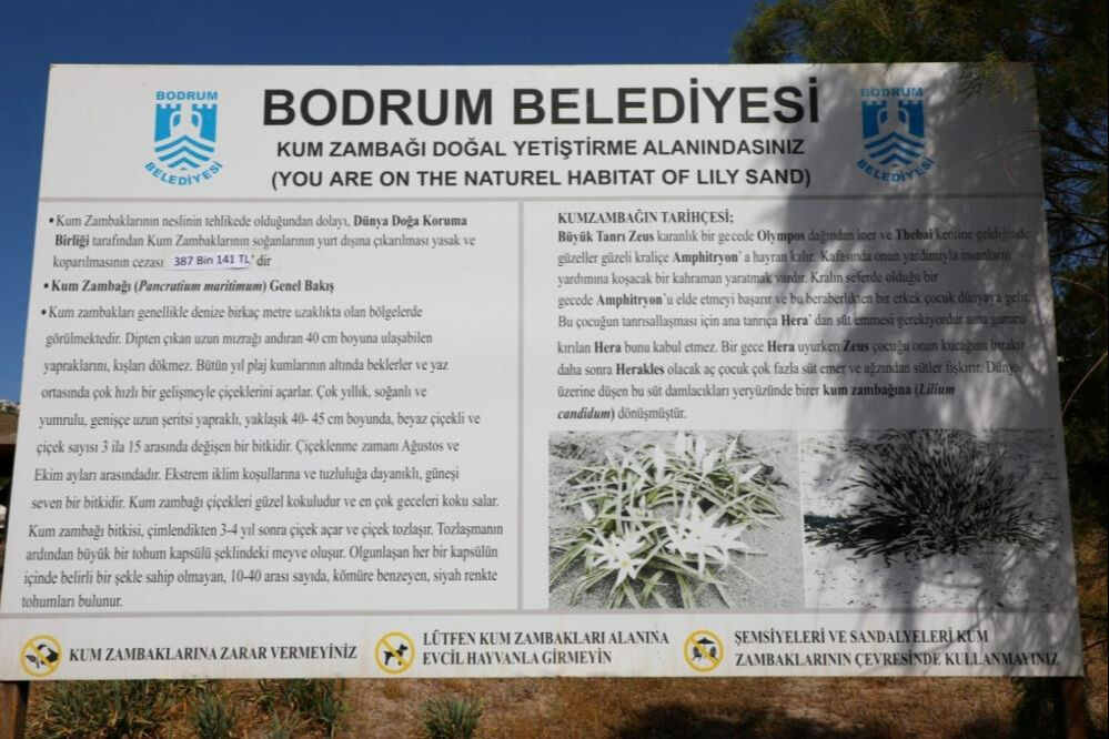 Kum zambaklarının nesli tehklike altında! Yurt dışına çıkarmak yasak, koparmanın cezası 387 bin TL - 3. Resim