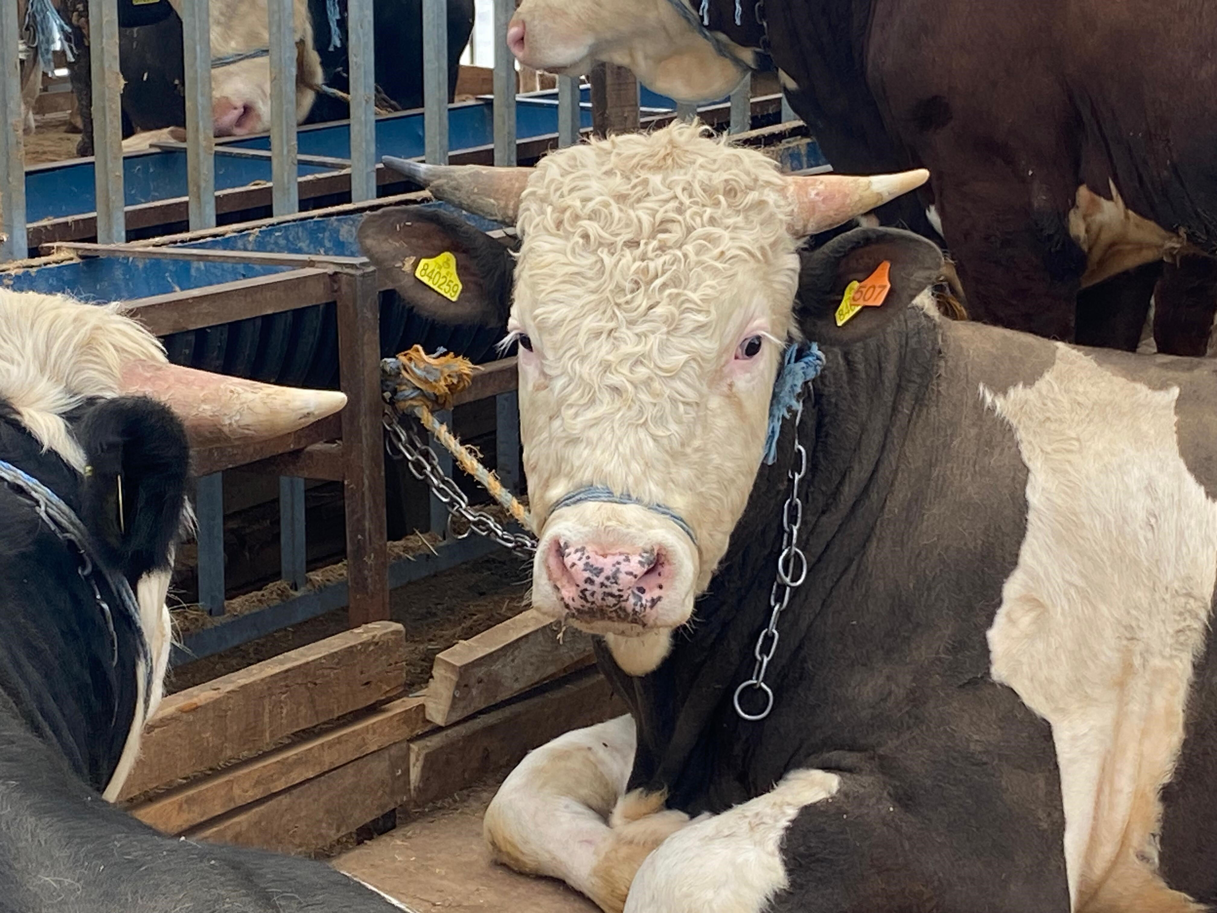 Kurban kesebilmek için bunlara sahip olmanız gerekiyor! İlahiyatçı yazar Osman Ünlü kurban sorularını tek tek cevapladı - 2. Resim