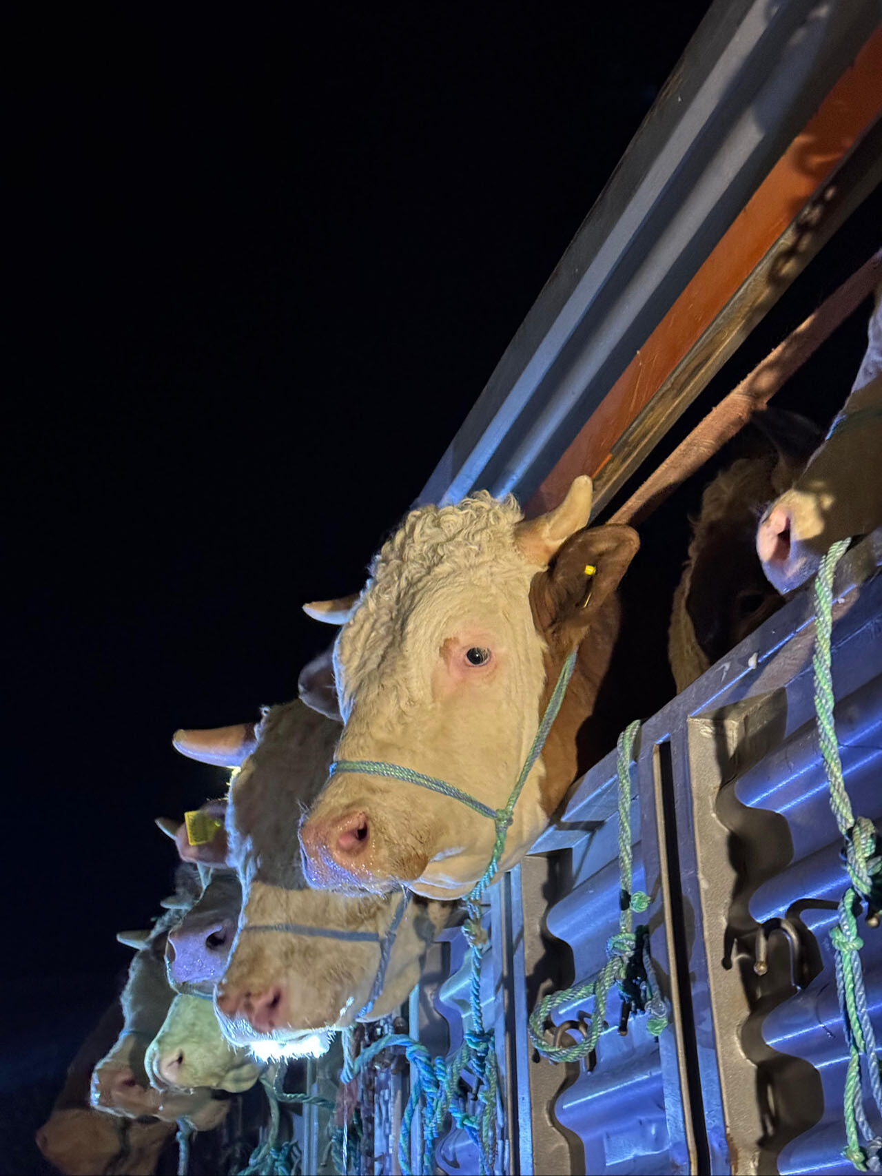 Kurbanlıklar İstanbul'a girmeye başladı! İşte giriş yapan hayvanlar hakkında dikkat edilmesi gerekenler - 3. Resim