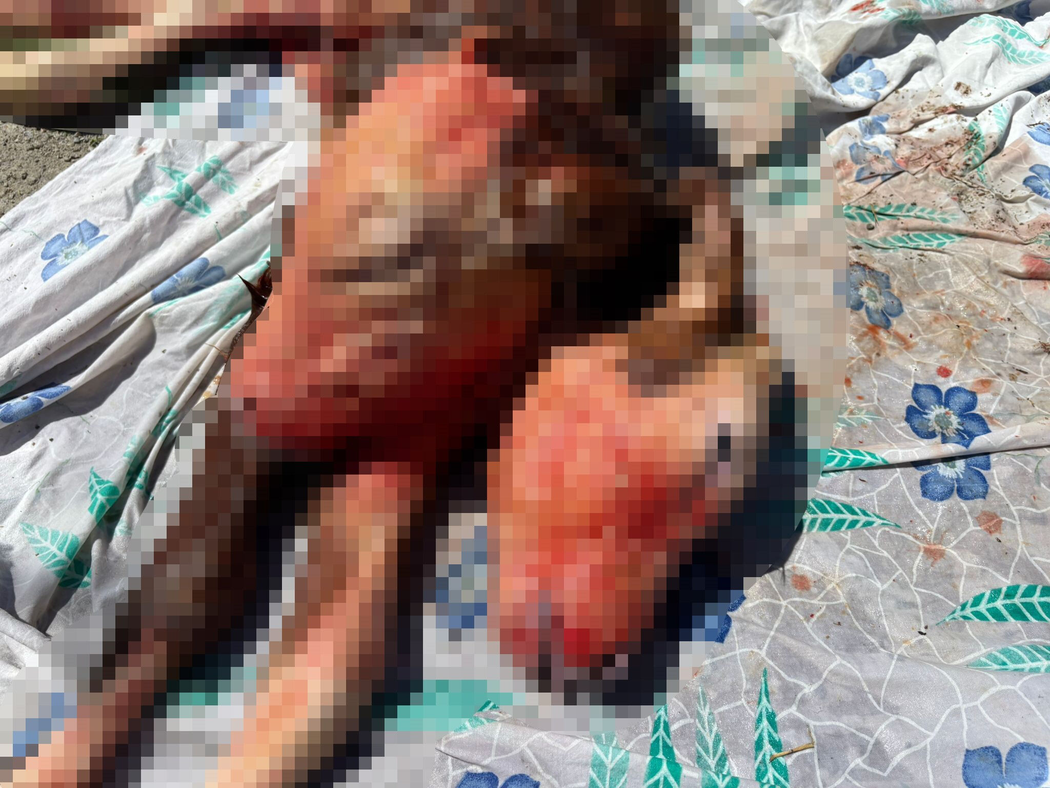 Yüz binde bir görülen olay Bartınlı çiftçiyi buldu! Ne yapacaklarını bilemediler, veteriner bile şaştı kaldı - 3. Resim