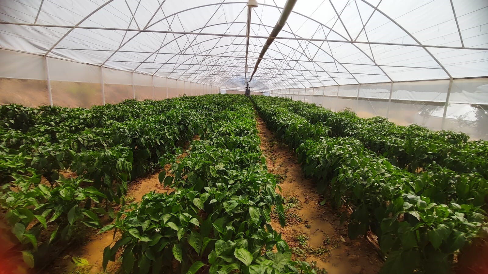 150 yıldır ata tohumuyla yetiştiriliyor! Kilosu 250 TL'den satışa &ccedil;ıktı - 1. Resim