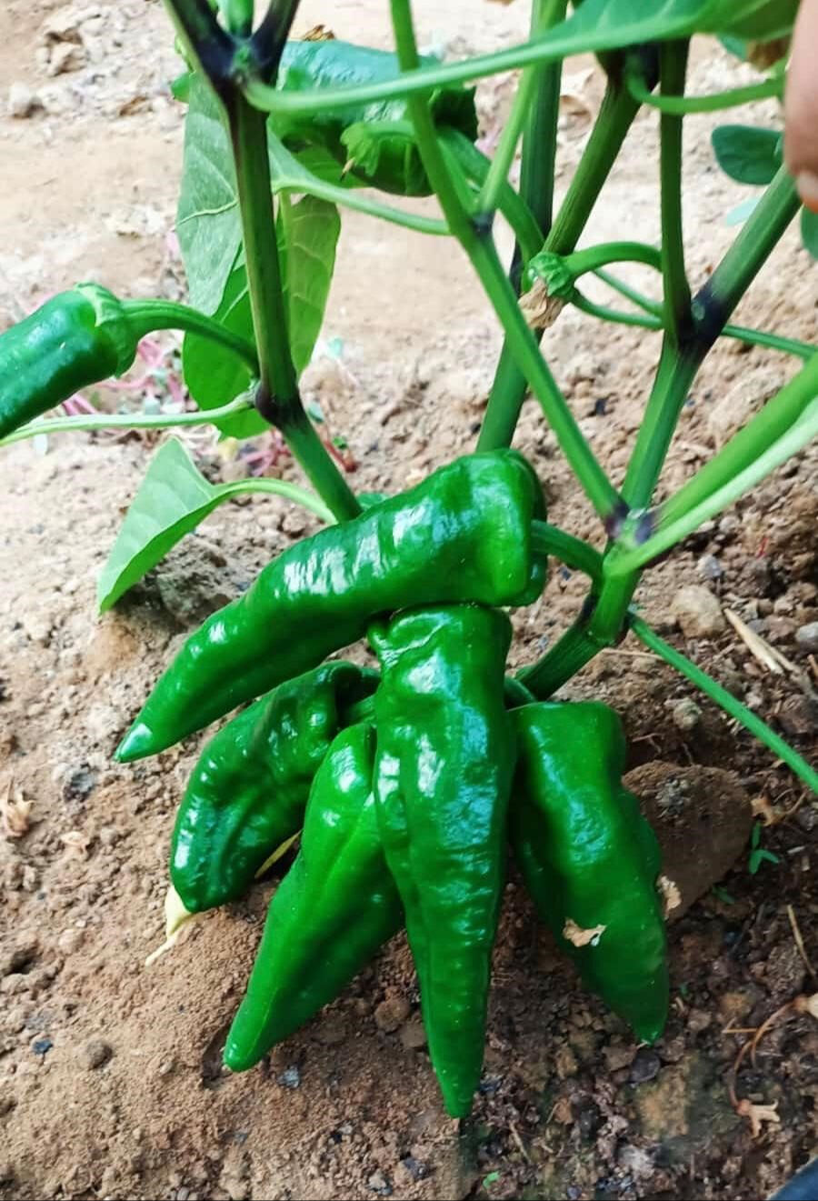 150 yıldır ata tohumuyla yetiştiriliyor! Kilosu 250 TL'den satışa &ccedil;ıktı - 3. Resim