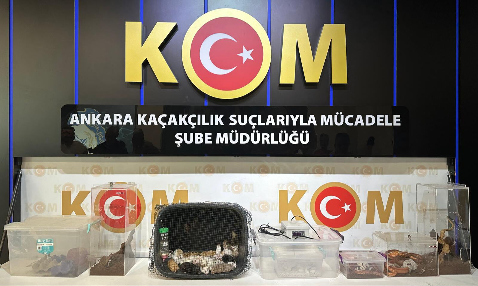 5 ilde satışı yasaklı egzotik hayvan operasyonu! 96 tanesi ele geçirildi - 1. Resim