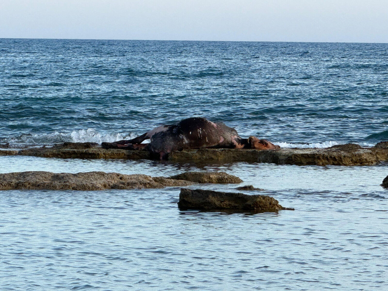 Antalya'da korkunç manzara! Sahildeki kötü kokunun nedeni bakın ne çıktı Antalya'da korkunç manzara! Sahildeki kötü kokunun nedeni bakın ne çıktı - 2. Resim