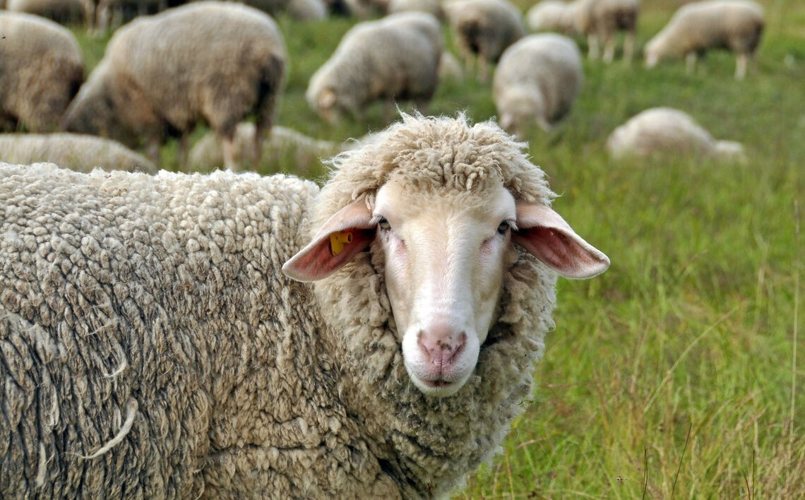 Arefe günü tatil mi, yarım gün mü? Kurban Bayramı tatili için tüm detaylar netleşti - 1. Resim