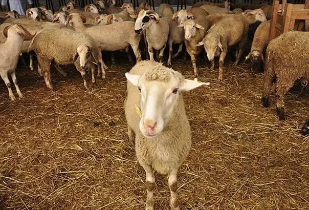 Arefe günü tatil mi, yarım gün mü? Kurban Bayramı tatili için tüm detaylar netleşti - 2. Resim