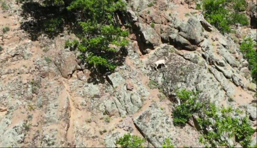 Artvin'de g&ouml;r&uuml;ld&uuml;! Eşine rastlamak neredeyse imkansız, rengi ile dikkat &ccedil;ekiyor - 1. Resim