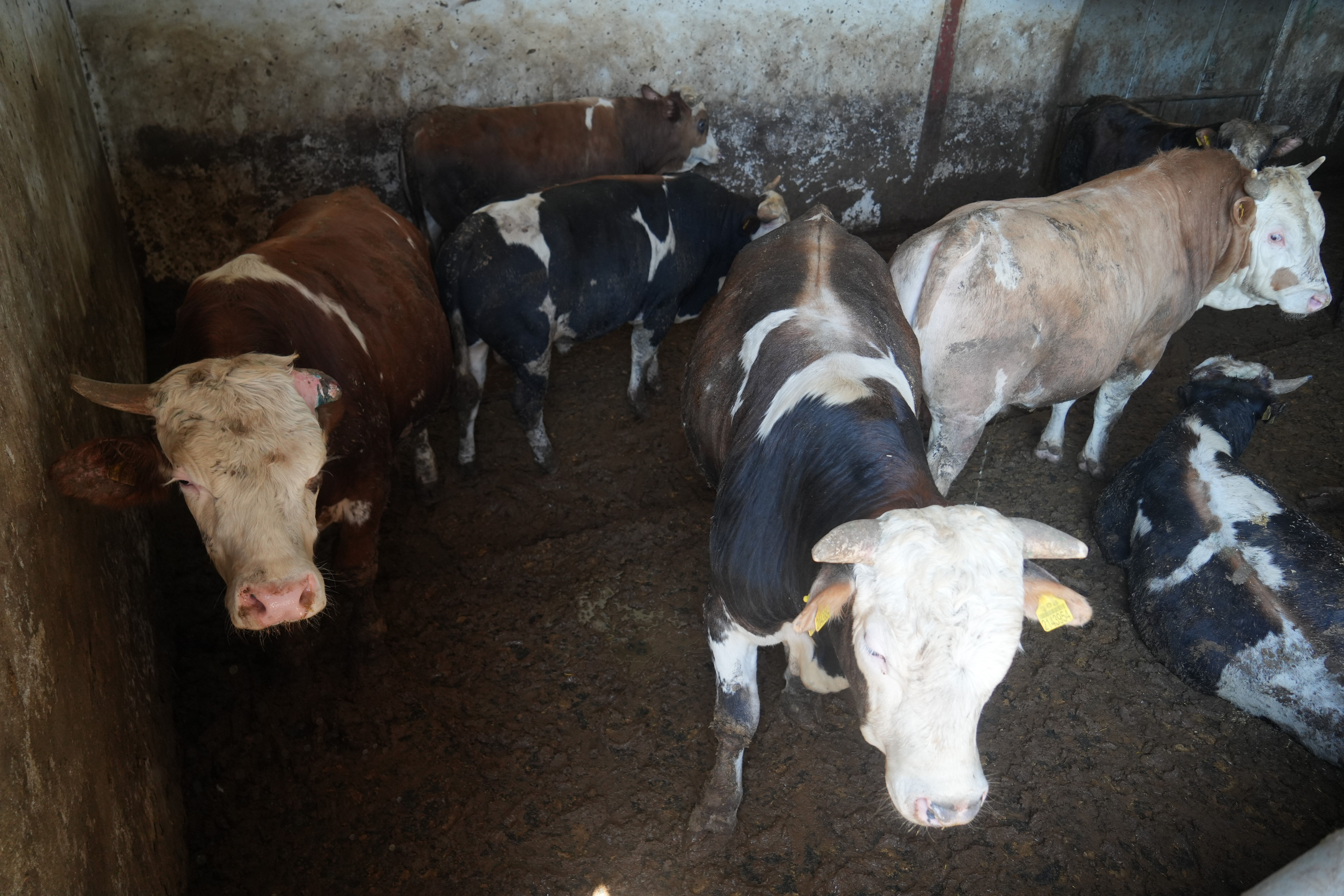 En az 3 milyar TL gelir bekleniyor! 30 bin hayvan sevk edildi - 2. Resim