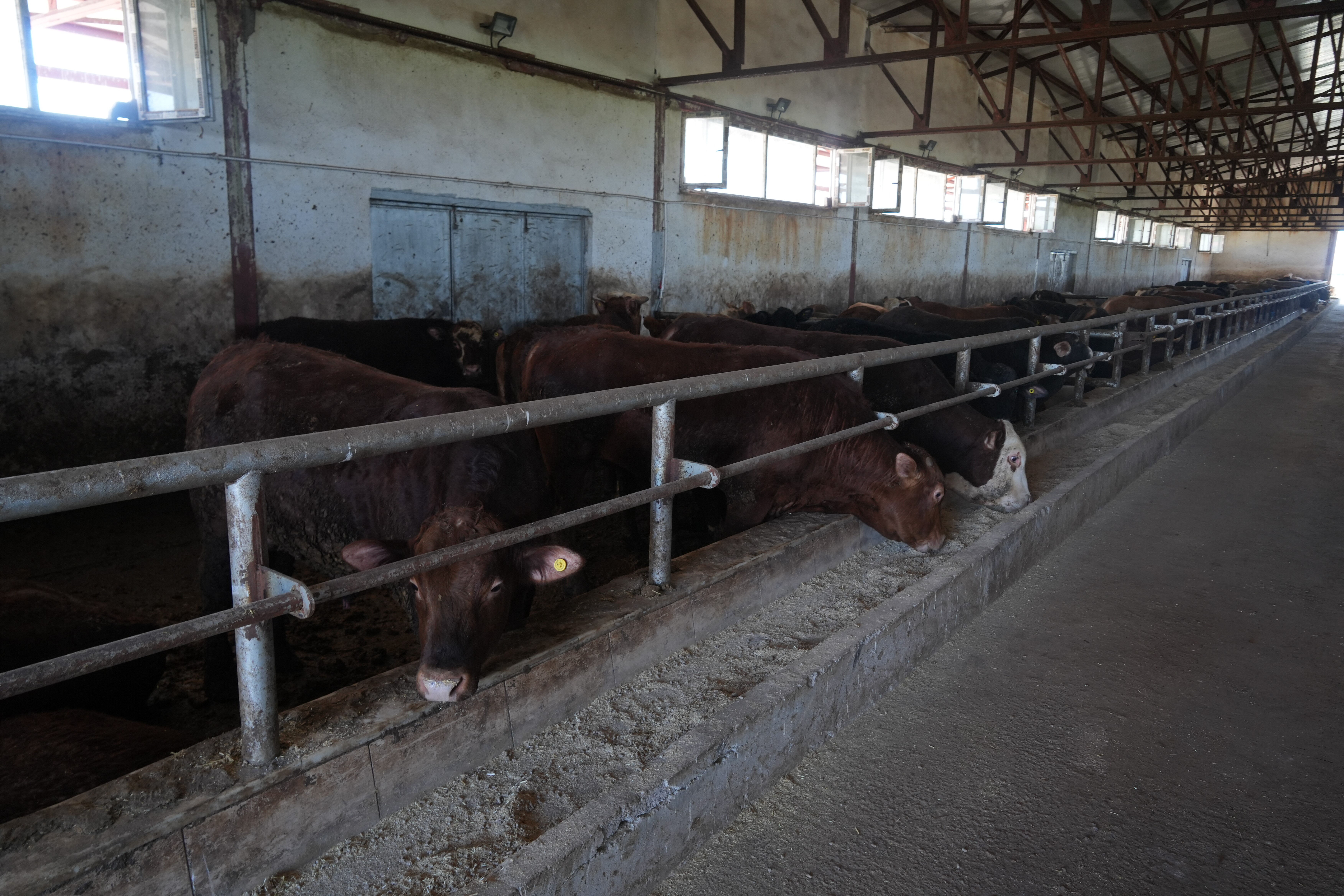 En az 3 milyar TL gelir bekleniyor! 30 bin hayvan sevk edildi - 1. Resim