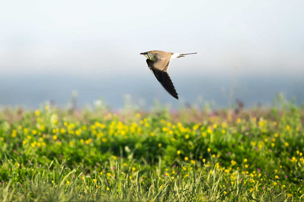 Keşfedilmeyi bekleyen longoz görenleri hayran bırakıyor! Herkes Yaren'i biliyor ama fotoğraf tutkunları buraya gidiyor - 12. Resim