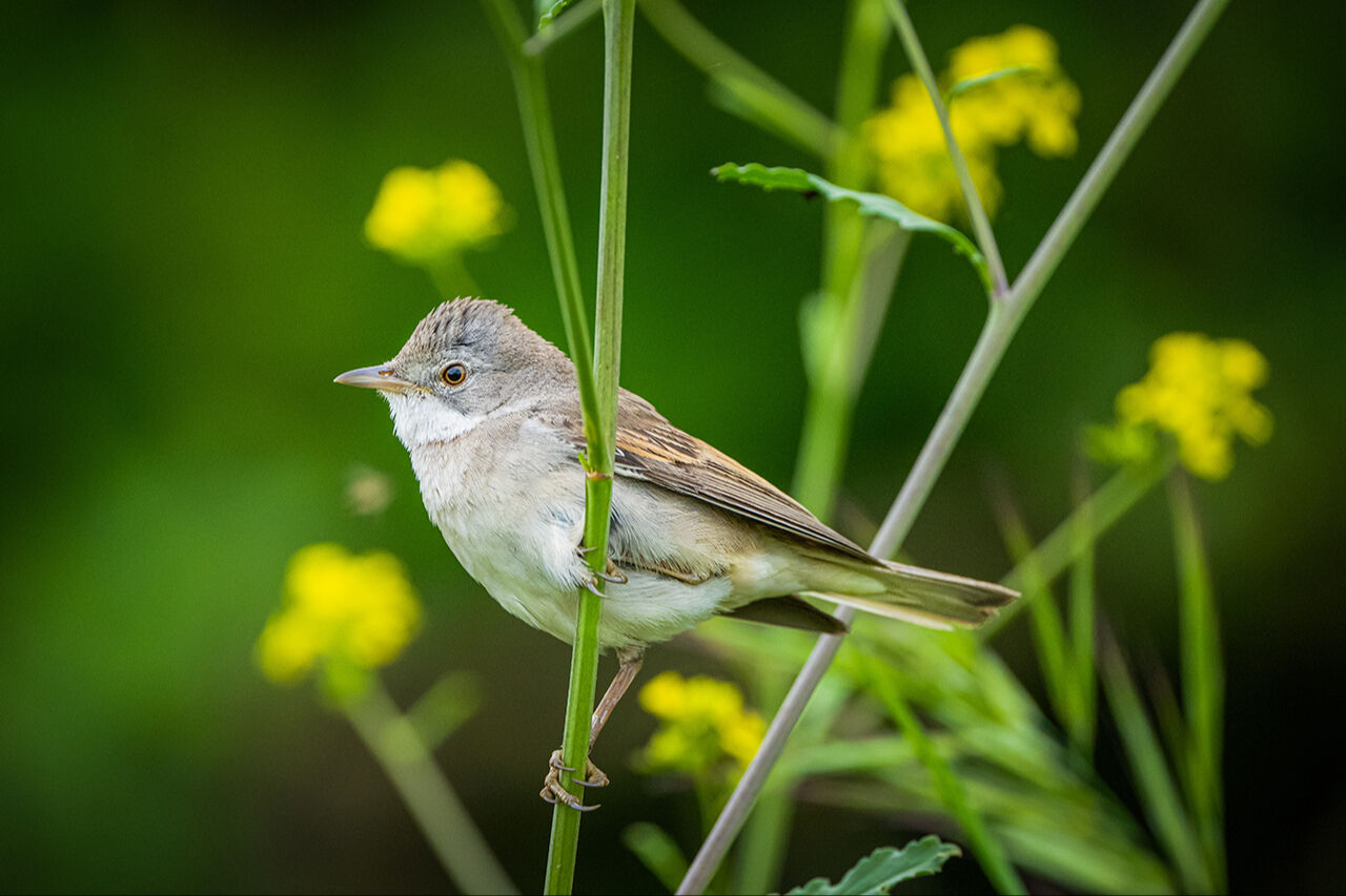 Keşfedilmeyi bekleyen longoz görenleri hayran bırakıyor! Herkes Yaren'i biliyor ama fotoğraf tutkunları buraya gidiyor - 4. Resim