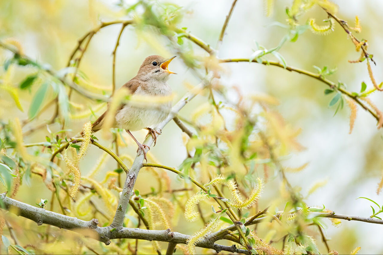Keşfedilmeyi bekleyen longoz görenleri hayran bırakıyor! Herkes Yaren'i biliyor ama fotoğraf tutkunları buraya gidiyor - 17. Resim
