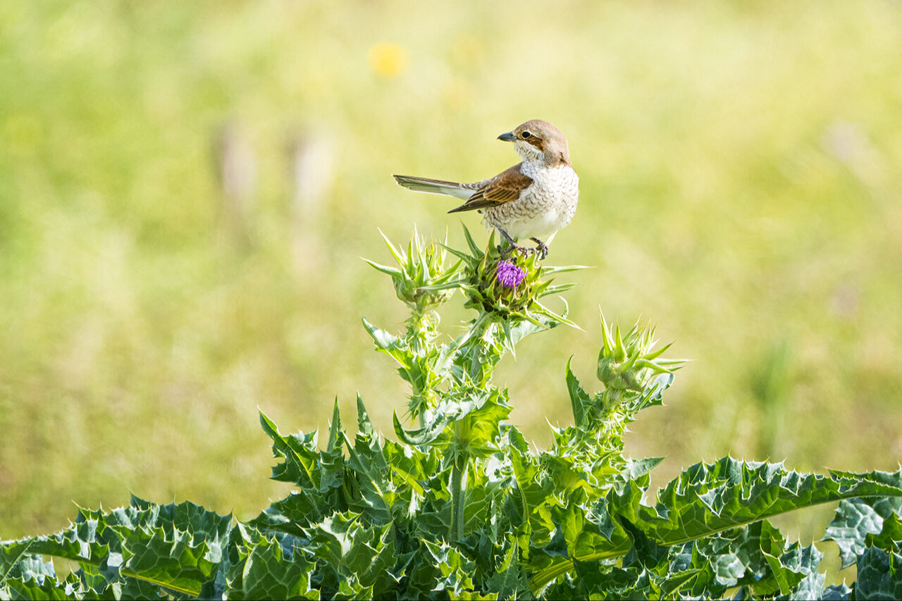 Keşfedilmeyi bekleyen longoz görenleri hayran bırakıyor! Herkes Yaren'i biliyor ama fotoğraf tutkunları buraya gidiyor - 23. Resim