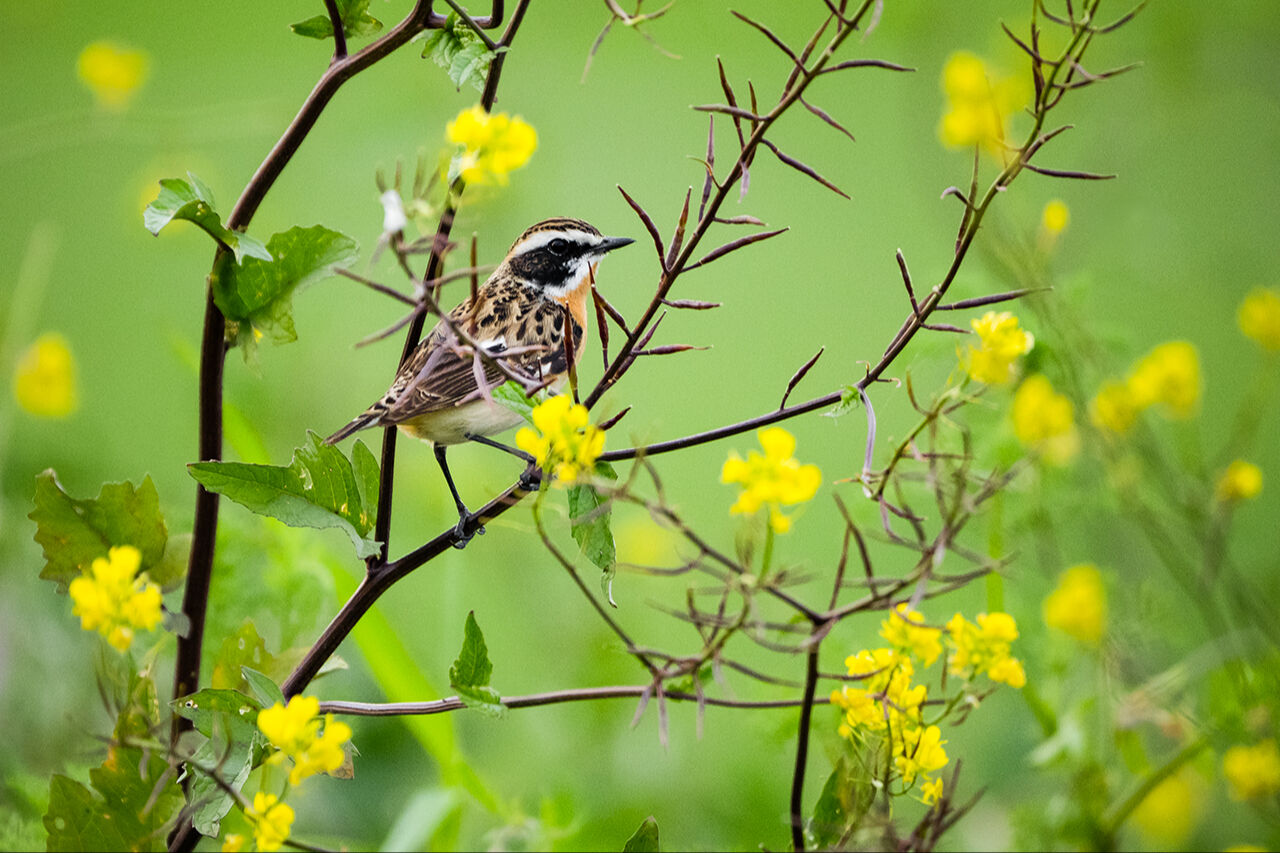 Keşfedilmeyi bekleyen longoz görenleri hayran bırakıyor! Herkes Yaren'i biliyor ama fotoğraf tutkunları buraya gidiyor - 18. Resim