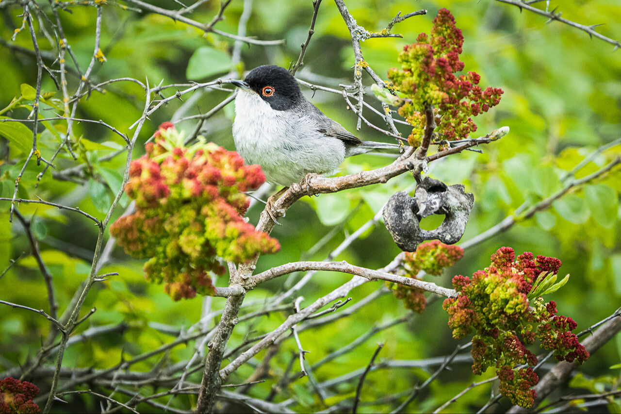 Keşfedilmeyi bekleyen longoz görenleri hayran bırakıyor! Herkes Yaren'i biliyor ama fotoğraf tutkunları buraya gidiyor - 26. Resim