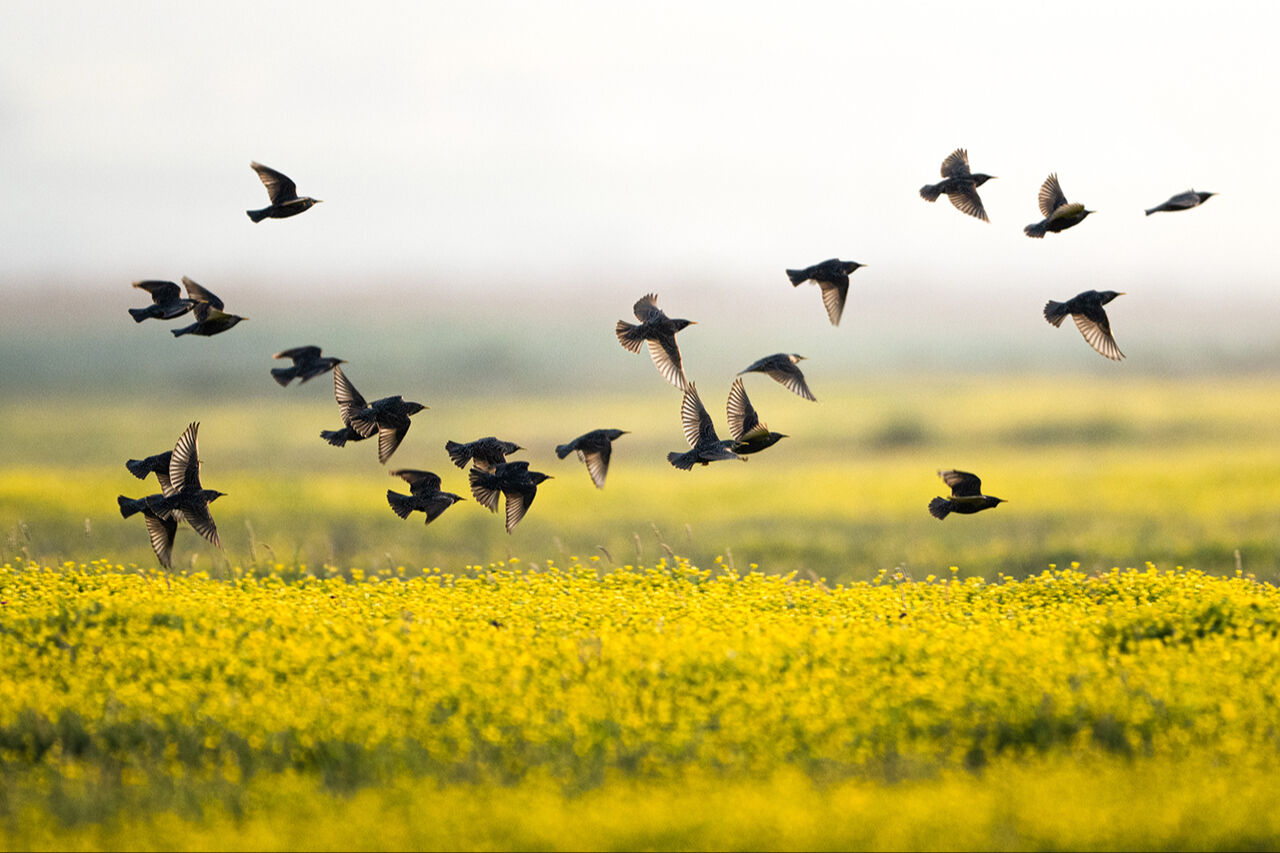 Keşfedilmeyi bekleyen longoz görenleri hayran bırakıyor! Herkes Yaren'i biliyor ama fotoğraf tutkunları buraya gidiyor - 28. Resim
