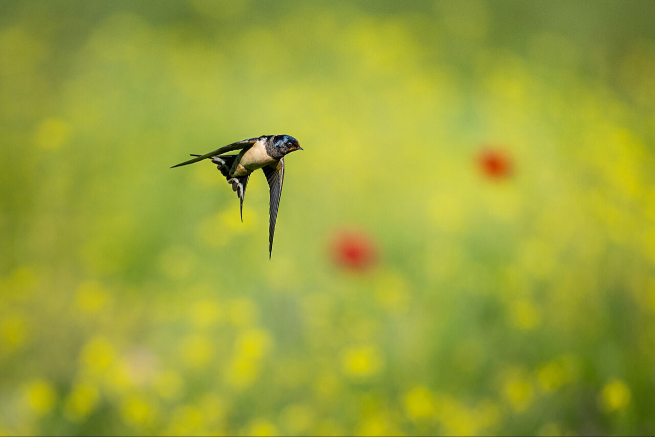 Keşfedilmeyi bekleyen longoz görenleri hayran bırakıyor! Herkes Yaren'i biliyor ama fotoğraf tutkunları buraya gidiyor - 20. Resim