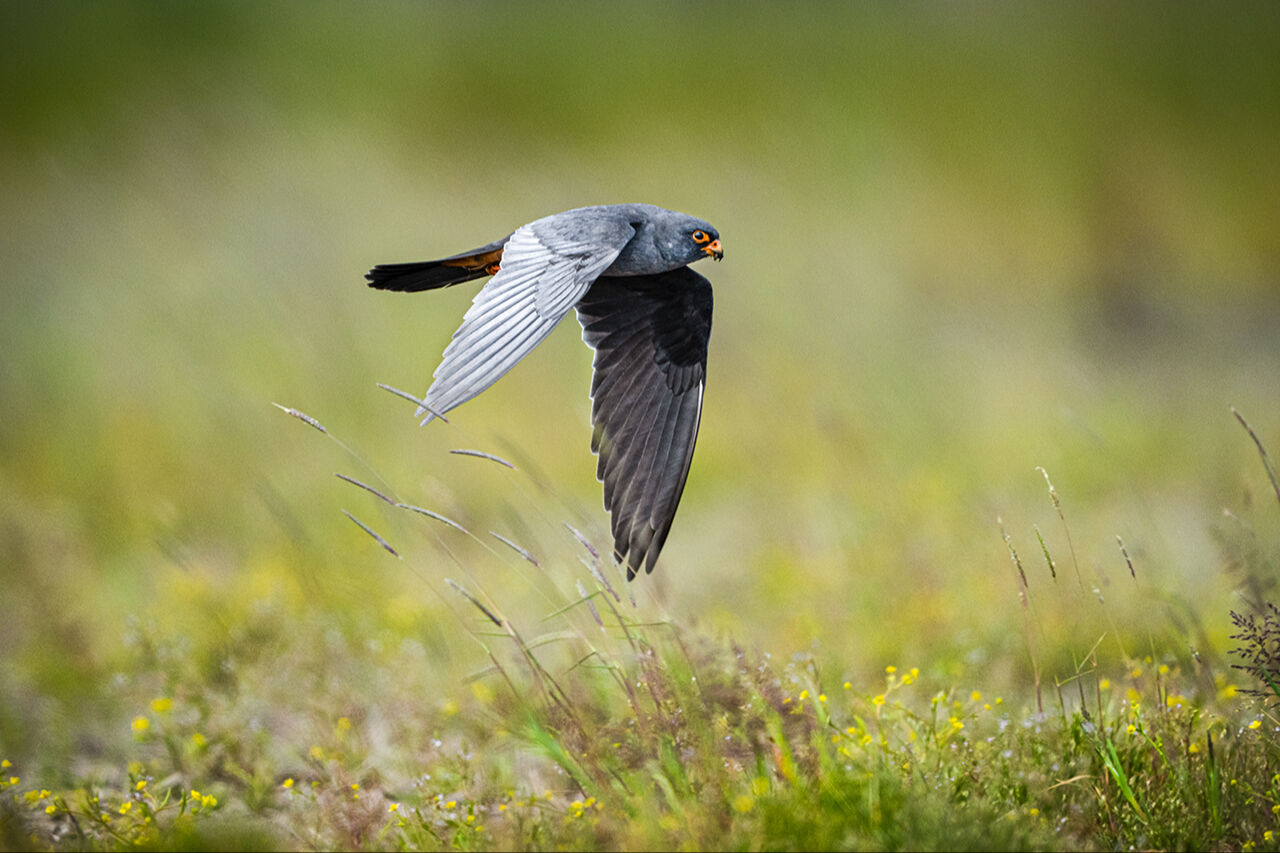 Keşfedilmeyi bekleyen longoz görenleri hayran bırakıyor! Herkes Yaren'i biliyor ama fotoğraf tutkunları buraya gidiyor - 9. Resim