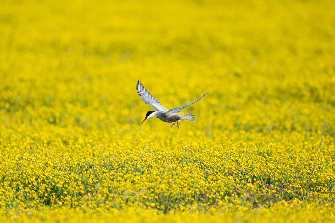 Keşfedilmeyi bekleyen longoz görenleri hayran bırakıyor! Herkes Yaren'i biliyor ama fotoğraf tutkunları buraya gidiyor - 14. Resim