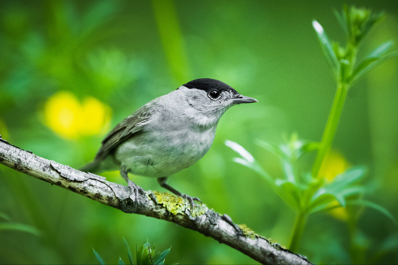 Keşfedilmeyi bekleyen longoz görenleri hayran bırakıyor! Herkes Yaren'i biliyor ama fotoğraf tutkunları buraya gidiyor - 19. Resim