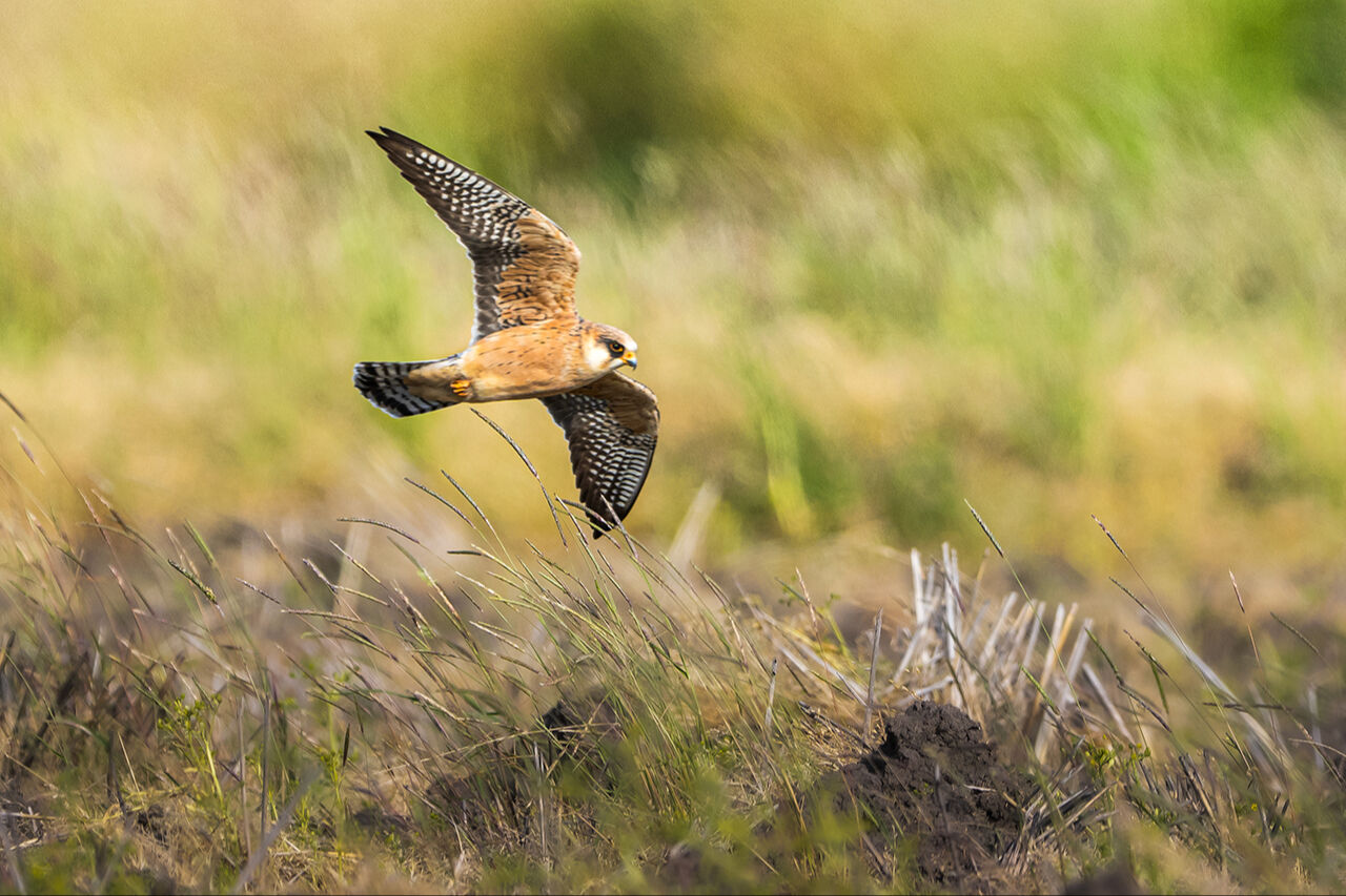 Keşfedilmeyi bekleyen longoz görenleri hayran bırakıyor! Herkes Yaren'i biliyor ama fotoğraf tutkunları buraya gidiyor - 8. Resim