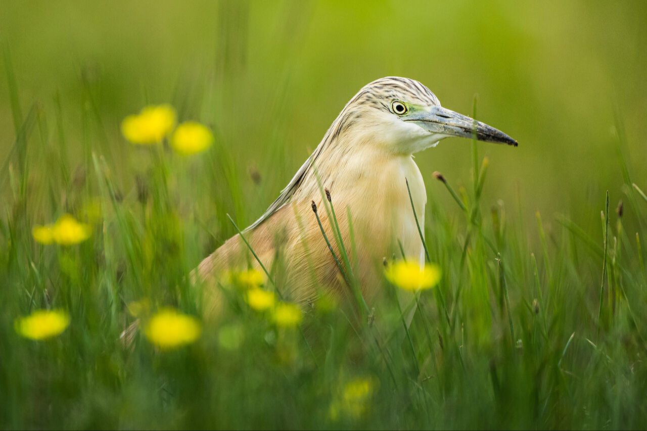 Keşfedilmeyi bekleyen longoz görenleri hayran bırakıyor! Herkes Yaren'i biliyor ama fotoğraf tutkunları buraya gidiyor - 6. Resim