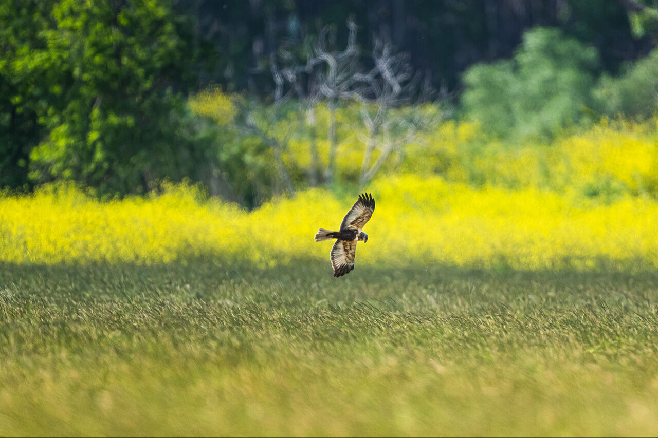 Keşfedilmeyi bekleyen longoz görenleri hayran bırakıyor! Herkes Yaren'i biliyor ama fotoğraf tutkunları buraya gidiyor - 27. Resim