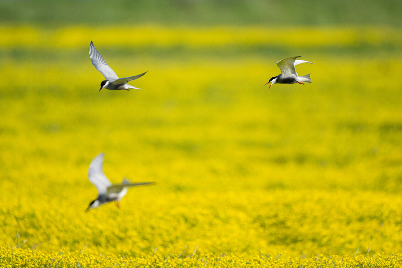 Keşfedilmeyi bekleyen longoz görenleri hayran bırakıyor! Herkes Yaren'i biliyor ama fotoğraf tutkunları buraya gidiyor - 13. Resim