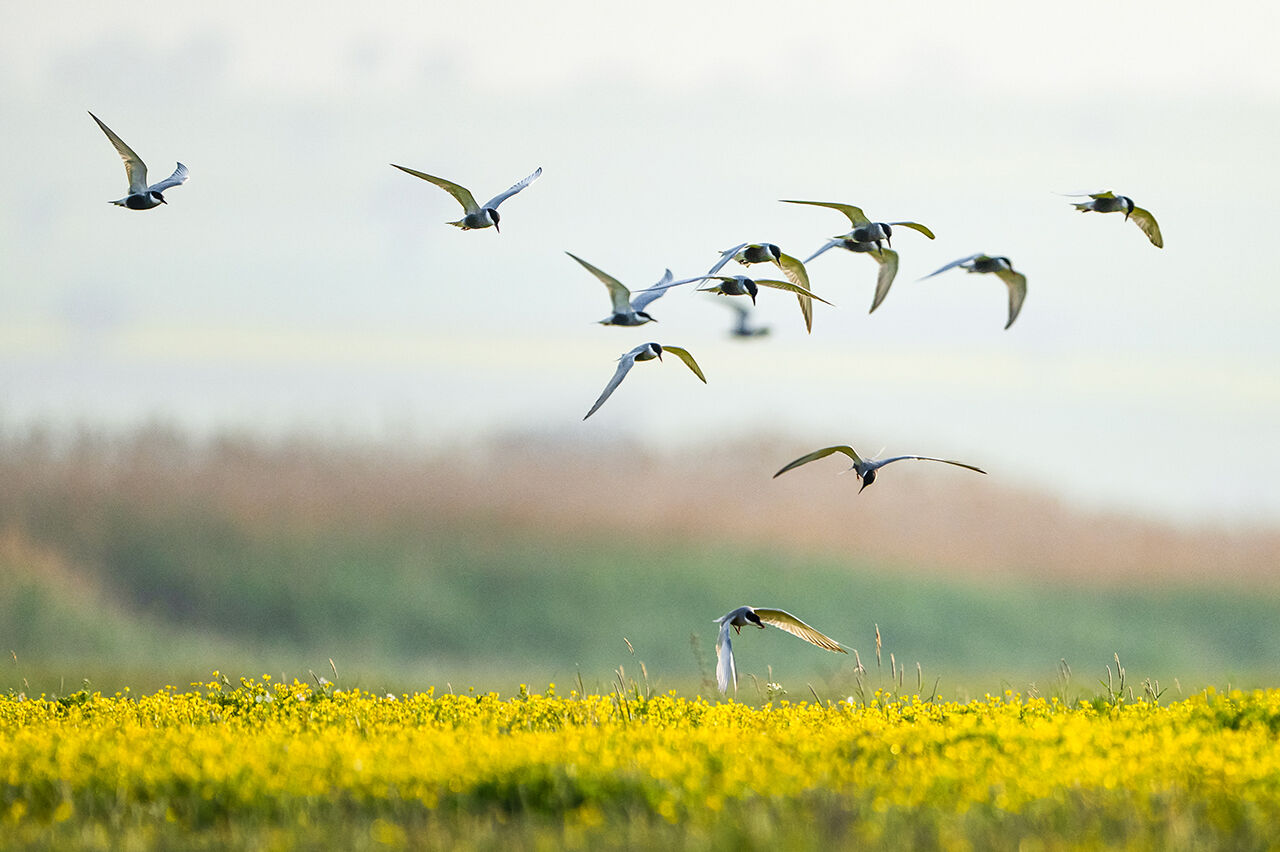 Keşfedilmeyi bekleyen longoz görenleri hayran bırakıyor! Herkes Yaren'i biliyor ama fotoğraf tutkunları buraya gidiyor - 3. Resim