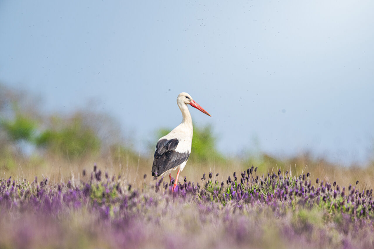 Keşfedilmeyi bekleyen longoz görenleri hayran bırakıyor! Herkes Yaren'i biliyor ama fotoğraf tutkunları buraya gidiyor - 1. Resim
