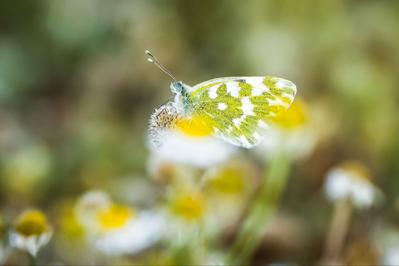 Keşfedilmeyi bekleyen longoz görenleri hayran bırakıyor! Herkes Yaren'i biliyor ama fotoğraf tutkunları buraya gidiyor - 29. Resim