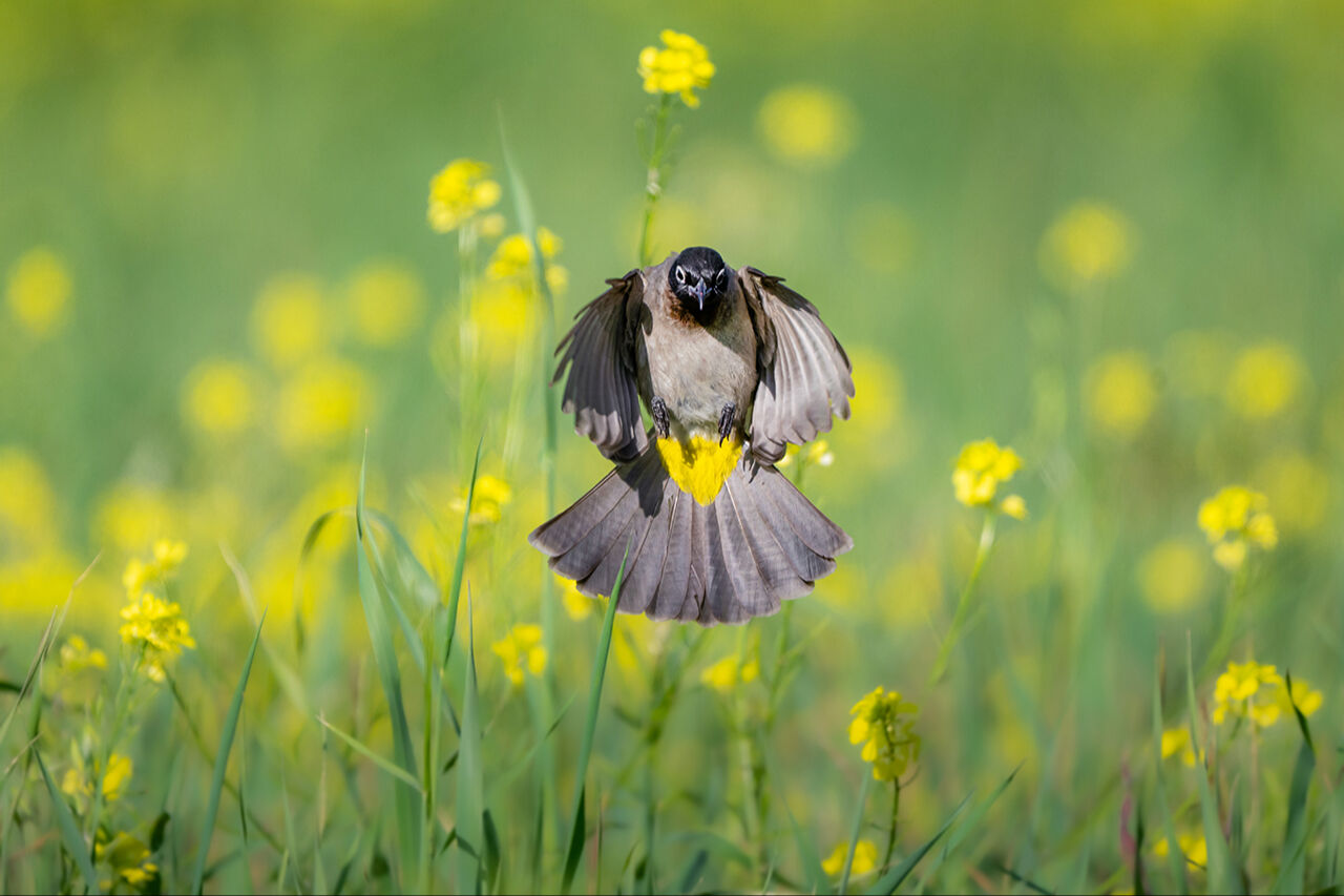 Keşfedilmeyi bekleyen longoz görenleri hayran bırakıyor! Herkes Yaren'i biliyor ama fotoğraf tutkunları buraya gidiyor - 11. Resim