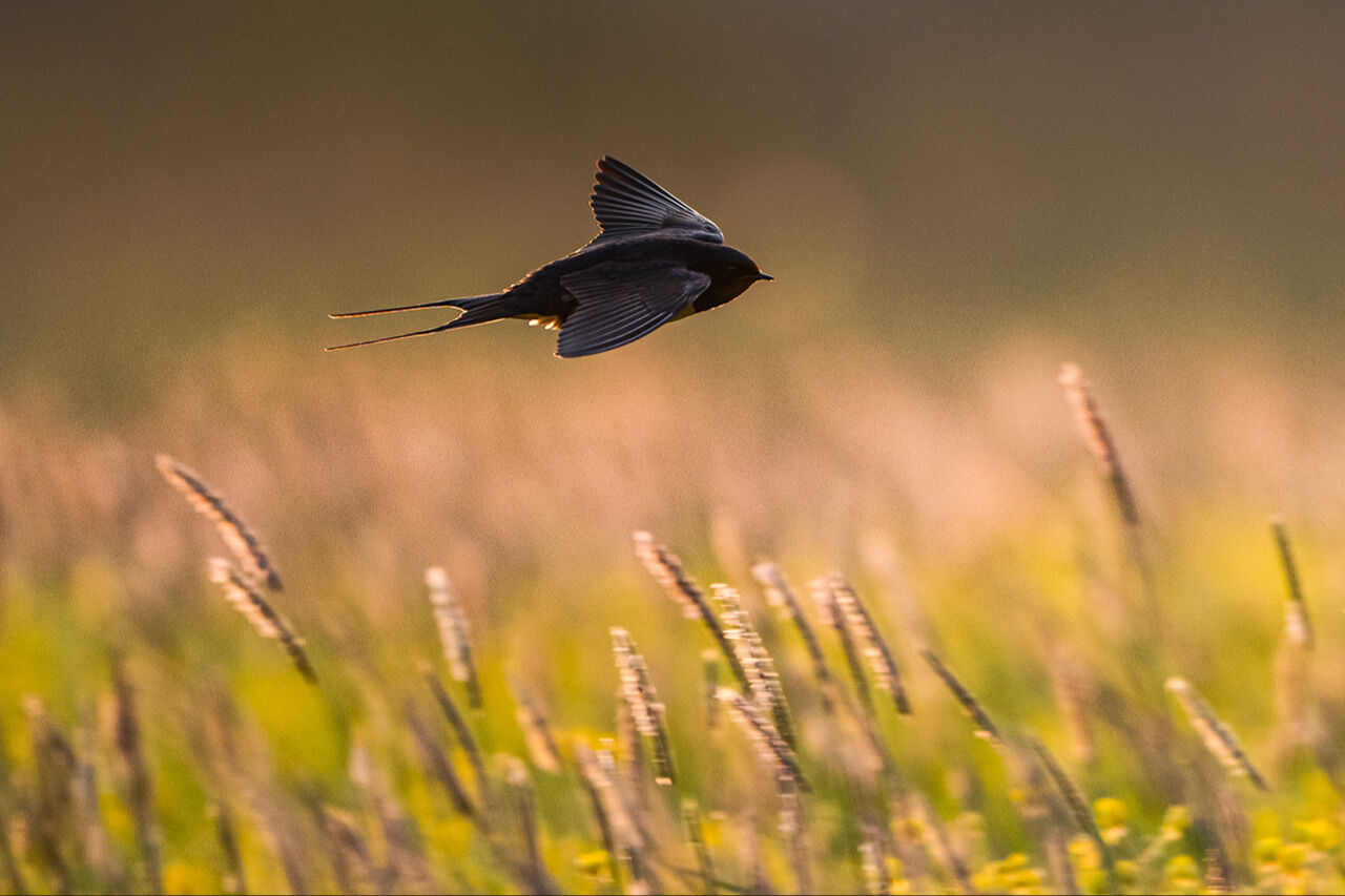 Keşfedilmeyi bekleyen longoz görenleri hayran bırakıyor! Herkes Yaren'i biliyor ama fotoğraf tutkunları buraya gidiyor - 22. Resim