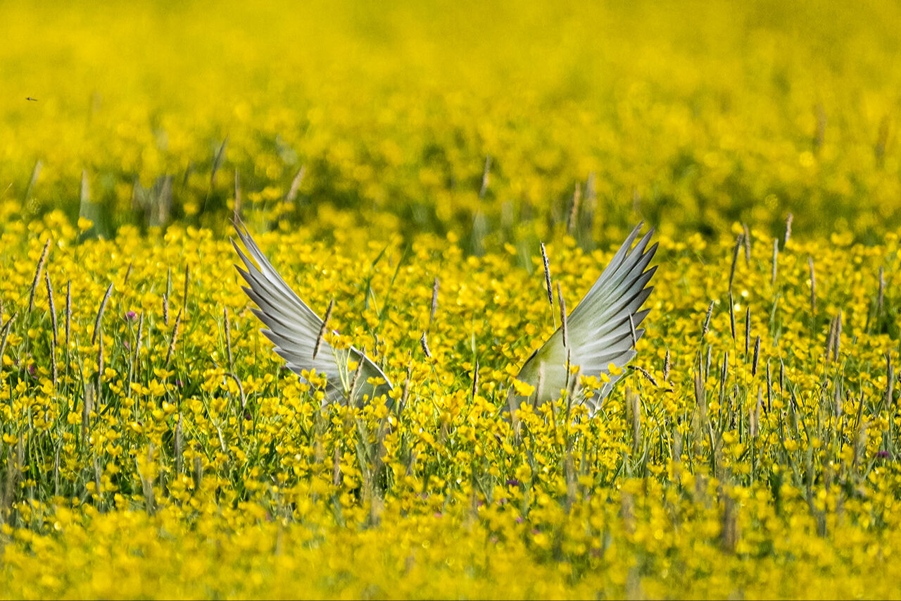 Keşfedilmeyi bekleyen longoz görenleri hayran bırakıyor! Herkes Yaren'i biliyor ama fotoğraf tutkunları buraya gidiyor - 15. Resim