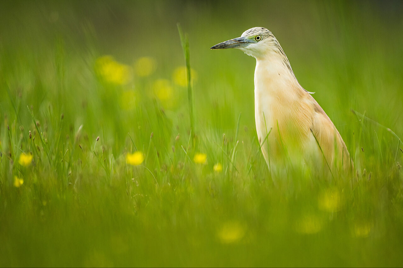 Keşfedilmeyi bekleyen longoz görenleri hayran bırakıyor! Herkes Yaren'i biliyor ama fotoğraf tutkunları buraya gidiyor - 7. Resim