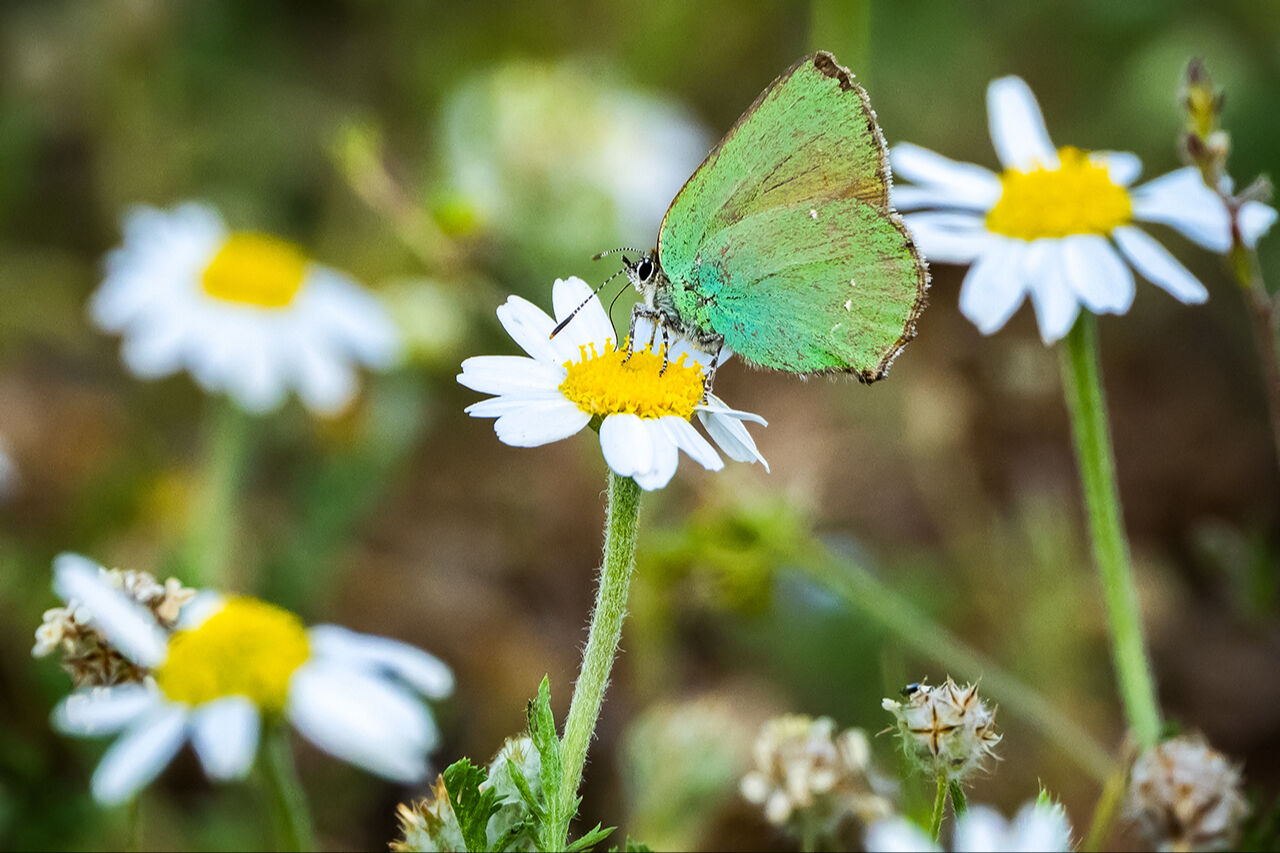 Keşfedilmeyi bekleyen longoz görenleri hayran bırakıyor! Herkes Yaren'i biliyor ama fotoğraf tutkunları buraya gidiyor - 30. Resim