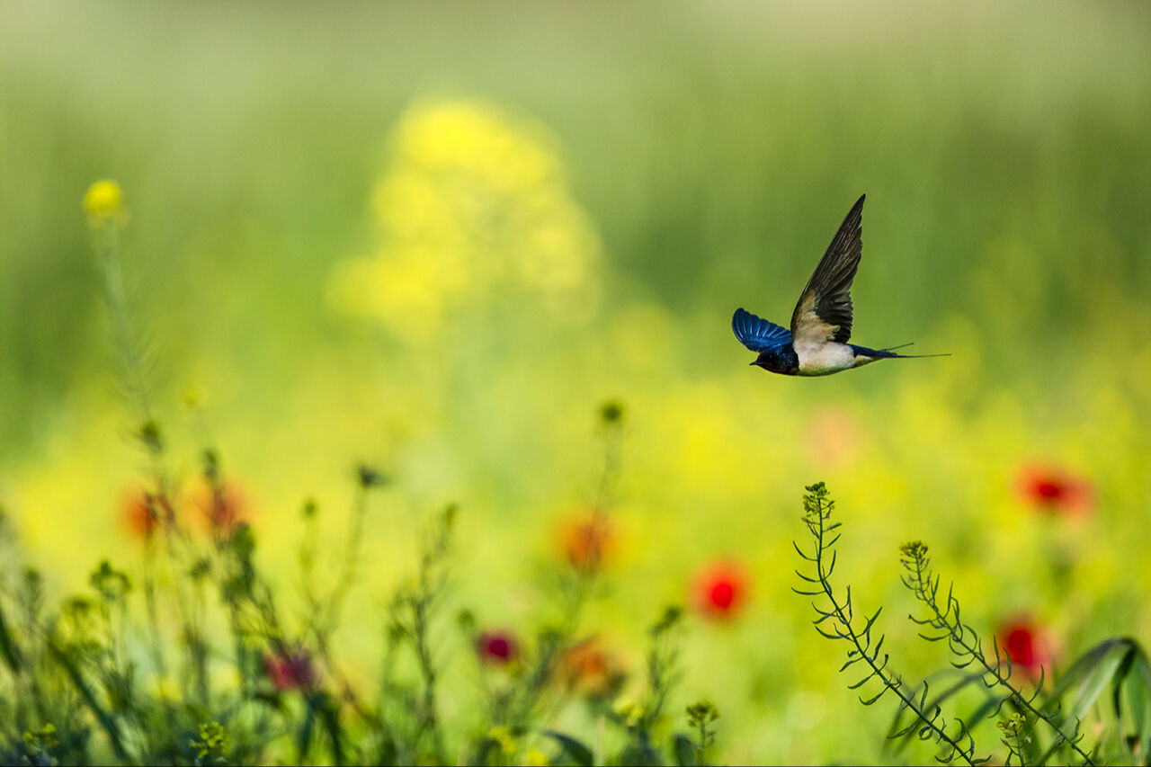 Keşfedilmeyi bekleyen longoz görenleri hayran bırakıyor! Herkes Yaren'i biliyor ama fotoğraf tutkunları buraya gidiyor - 21. Resim