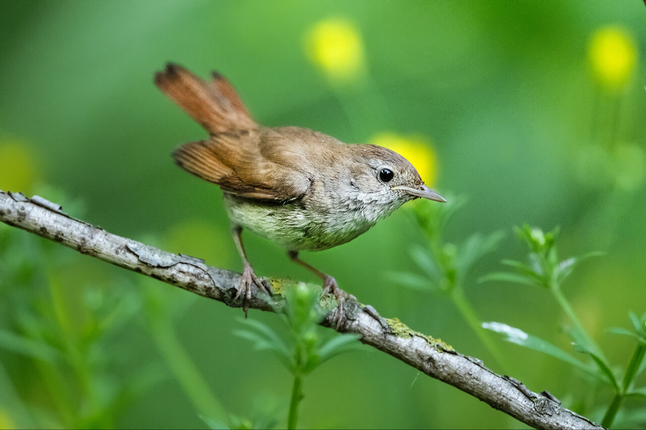 Keşfedilmeyi bekleyen longoz görenleri hayran bırakıyor! Herkes Yaren'i biliyor ama fotoğraf tutkunları buraya gidiyor - 16. Resim