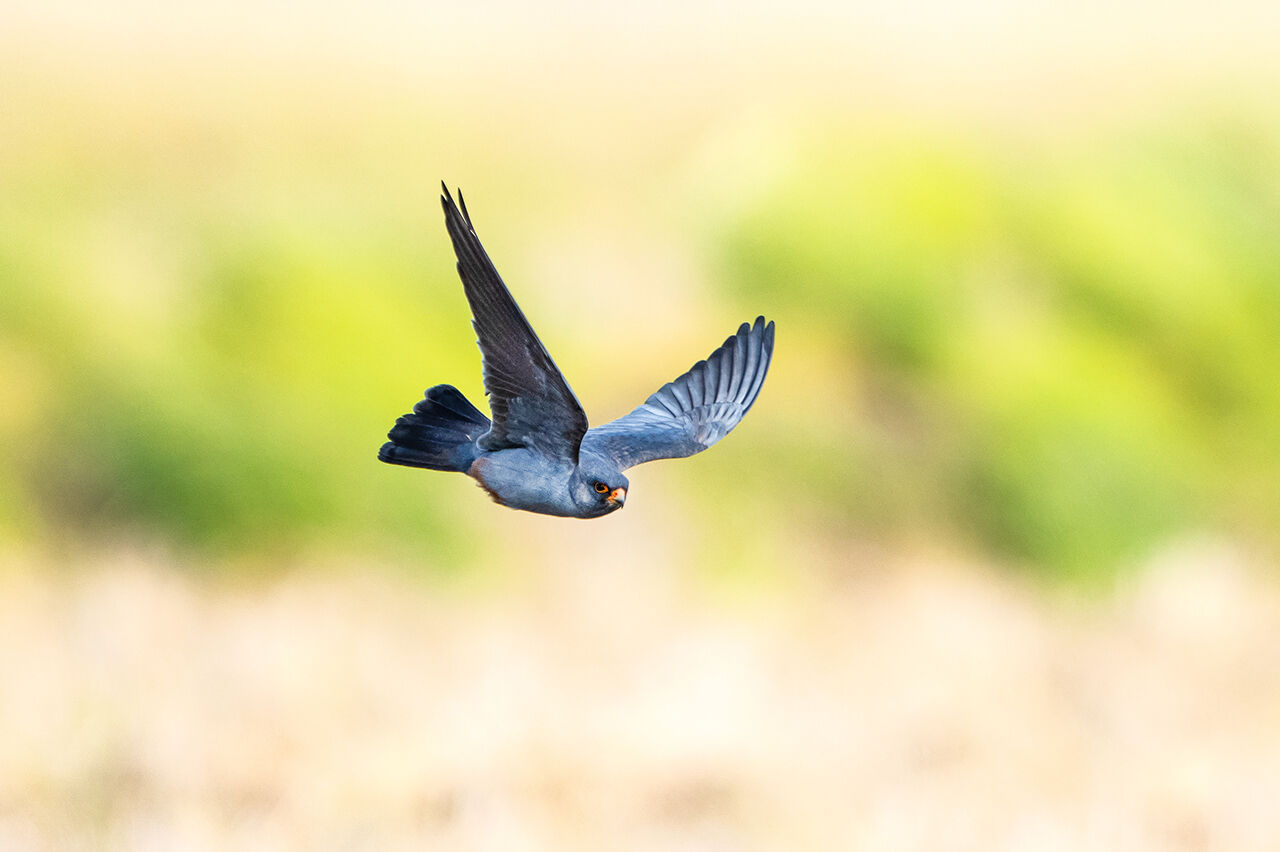 Keşfedilmeyi bekleyen longoz görenleri hayran bırakıyor! Herkes Yaren'i biliyor ama fotoğraf tutkunları buraya gidiyor - 10. Resim