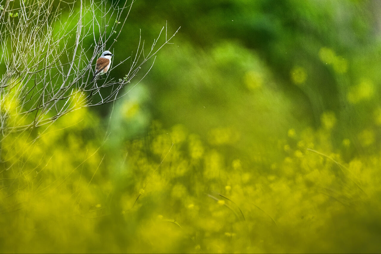 Keşfedilmeyi bekleyen longoz görenleri hayran bırakıyor! Herkes Yaren'i biliyor ama fotoğraf tutkunları buraya gidiyor - 24. Resim