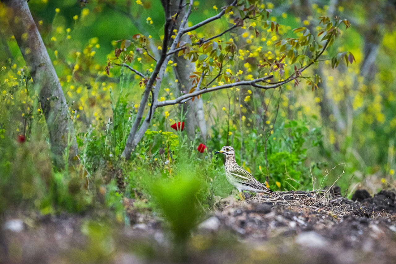 Keşfedilmeyi bekleyen longoz görenleri hayran bırakıyor! Herkes Yaren'i biliyor ama fotoğraf tutkunları buraya gidiyor - 25. Resim