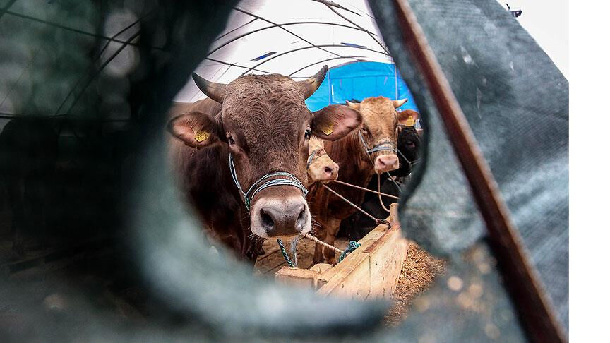 Kurbanlık alırken buna dikkat edin! Kasaplar, marketlere işaret etti: 