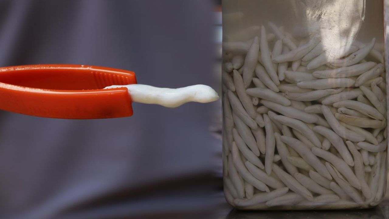 Faydaları saymakla bitmiyor, fiyatı dudak uçuklatıyor! Dünyanın en pahalı sakızı Sivas'ta yetişiyor Faydaları saymakla bitmiyor, fiyatı dudak uçuklatıyor! Dünyanın en pahalı sakızı Sivas'ta yetişiyor
