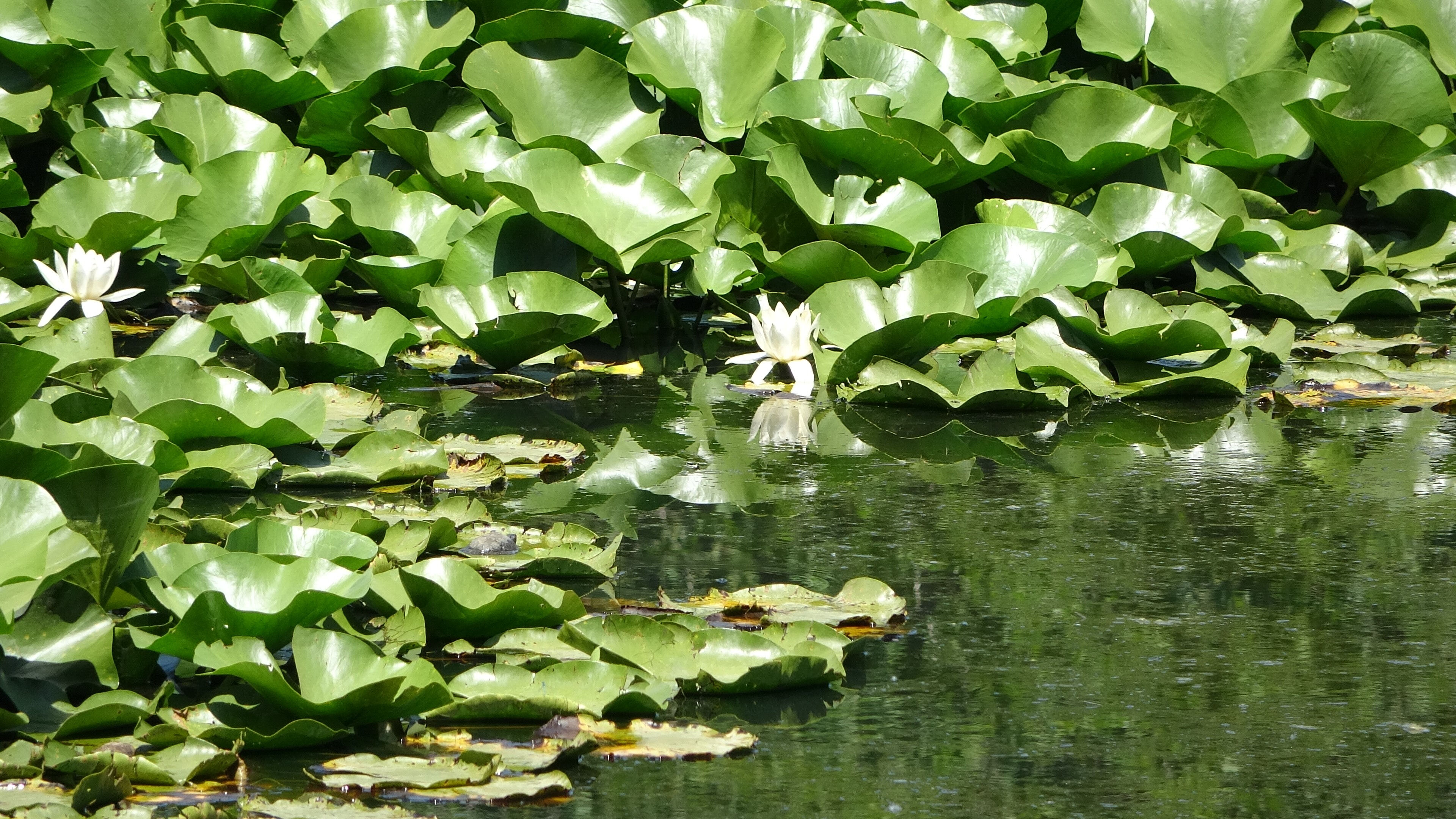 Herkes ters lale zannediyor ama bu başka! Koparmanın cezası cep yakıyor - 2. Resim