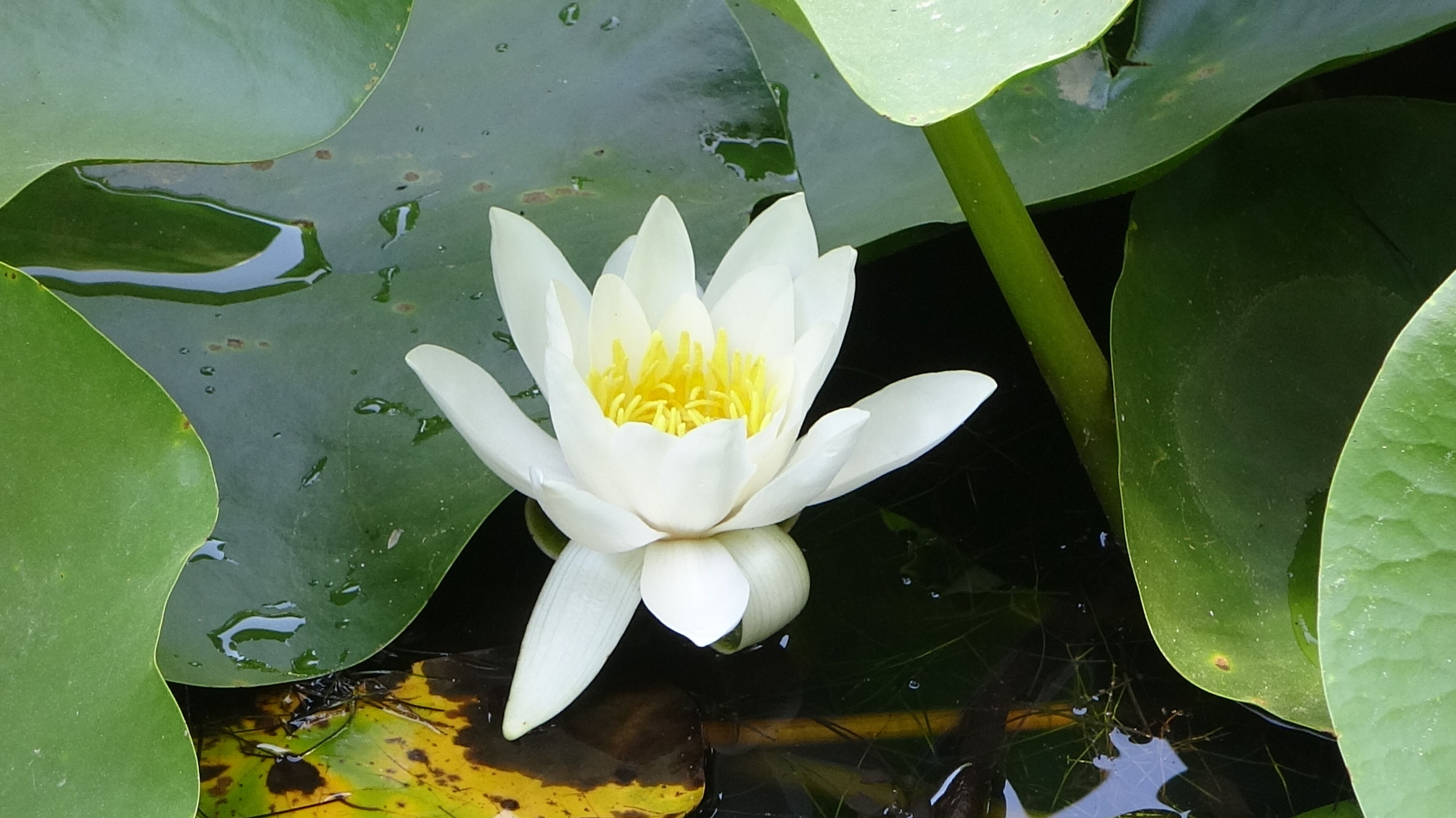 Herkes ters lale zannediyor ama bu başka! Koparmanın cezası cep yakıyor - 1. Resim