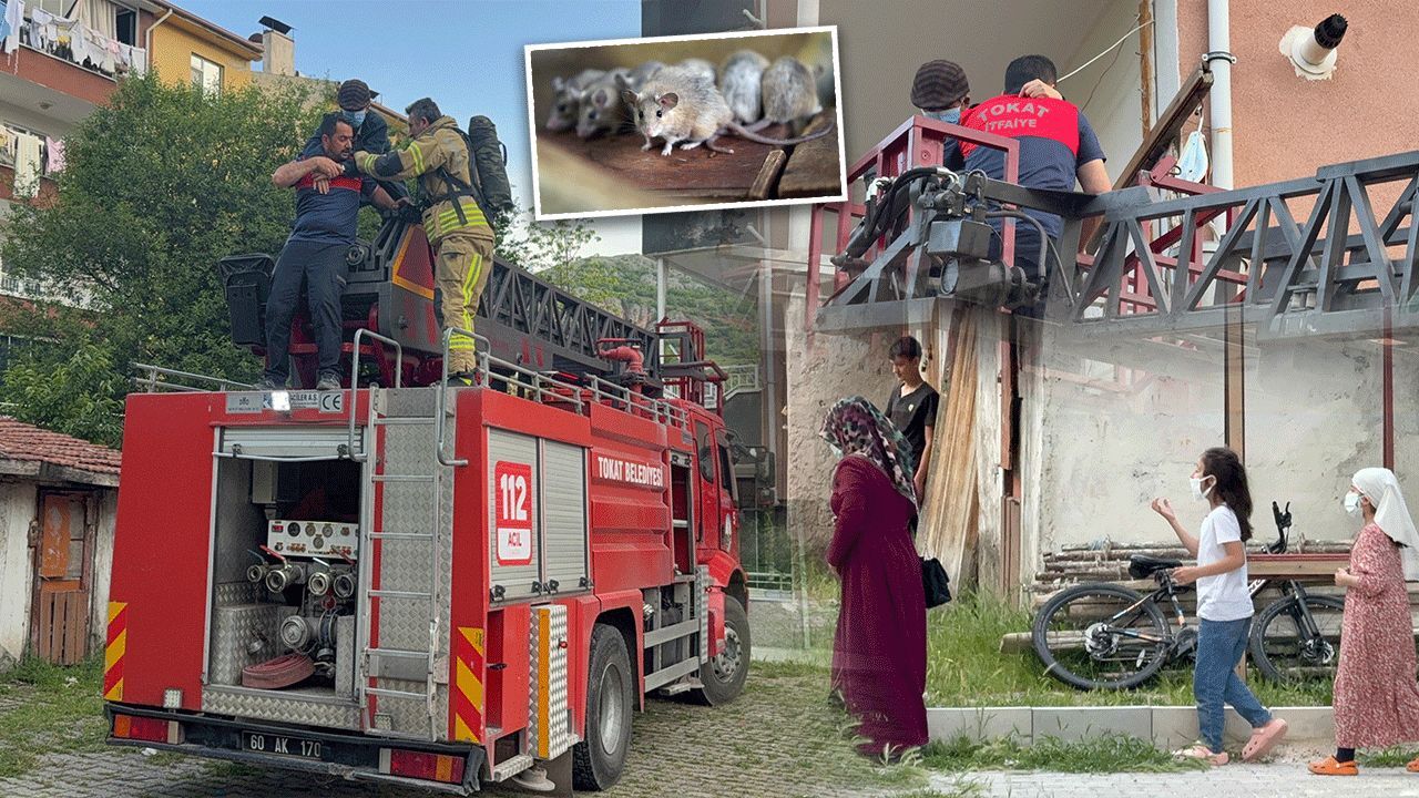 İki kadından akıl almaz yöntem... "Fare kovma" tekniği bütün apartmanı hastanelik etti! İki kadından akıl almaz yöntem... "Fare kovma" tekniği bütün apartmanı hastanelik etti!