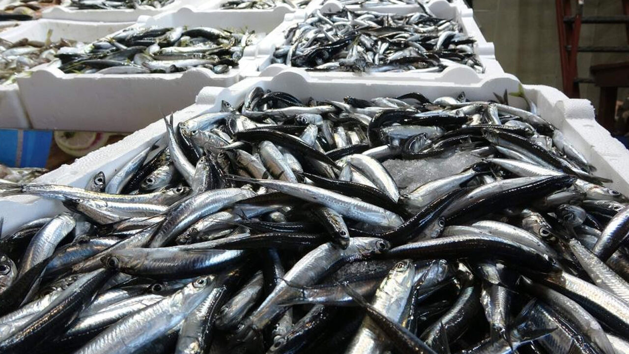 Karadeniz alarm veriyor! Balık stokları azaldı, iki sebebi var... - 1. Resim