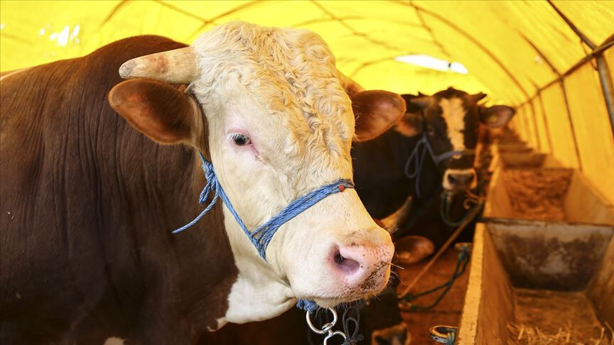 Kurban Bayramı ne zaman, kaç gün kaldı? 2025 Kurban Bayramı tatili süresi belli oldu - 2. Resim